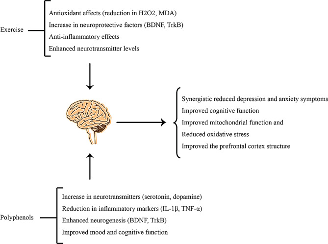 A comprehensive review on the impact of polyphenol supplementation and exercise on depression and brain function parameters.