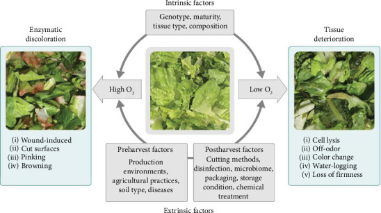 Implications of Developmental Levels and Packaging Materials on the Quality of Iceberg Lettuce for Marketing System: A Review.