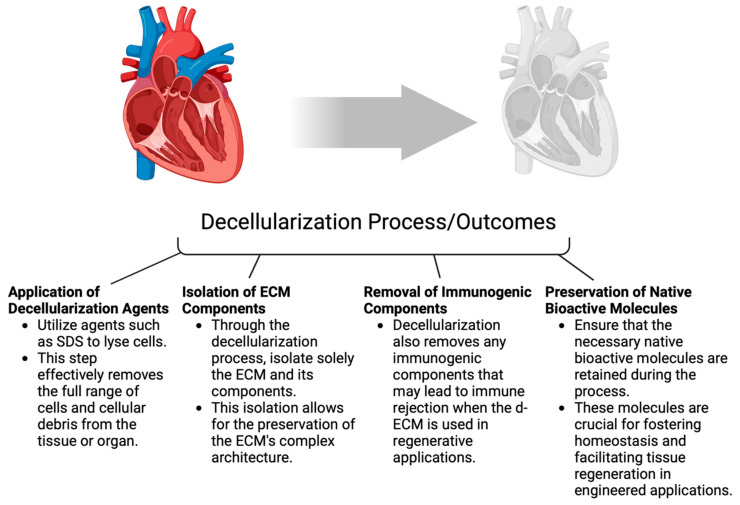 Developments in Extracellular Matrix-Based Angiogenesis Therapy for Ischemic Heart Disease: A Review of Current Strategies, Methodologies and Future Directions.