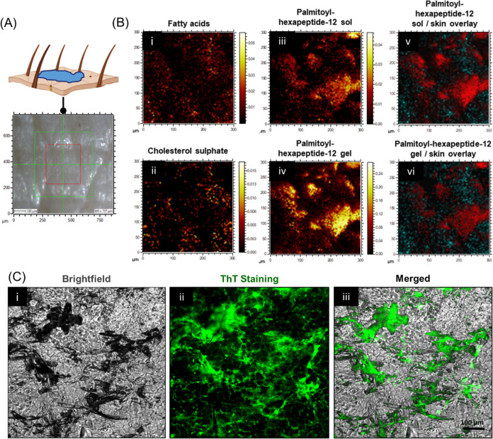 Noninvasive Monitoring of Palmitoyl Hexapeptide-12 in Human Skin Layers: Mechanical Interaction with Skin Components and Its Potential Skincare Benefits.