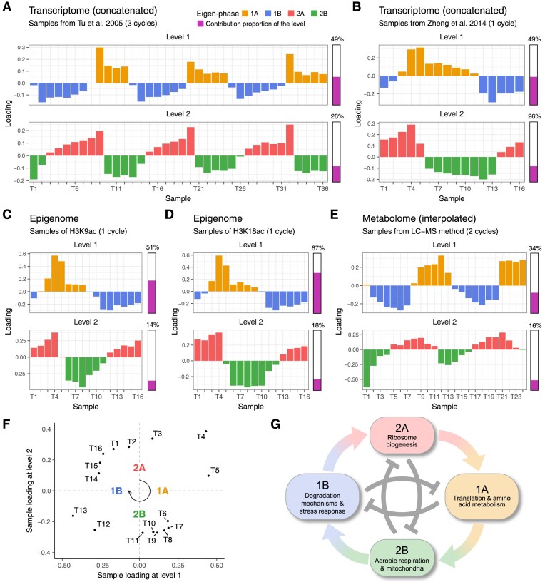 A four eigen-phase model of multi-omics unveils new insights into yeast metabolic cycle.