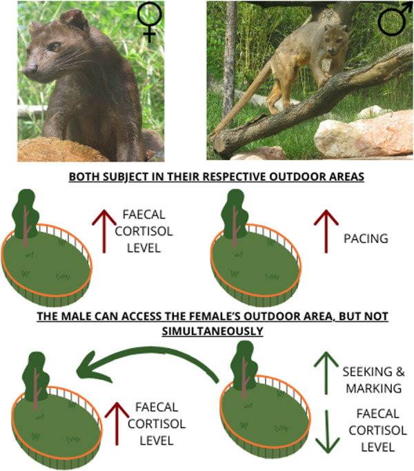 Investigating the Welfare of Zoo-Housed Cryptoprocta ferox: Behavioral Observations and Hormonal Profiling.