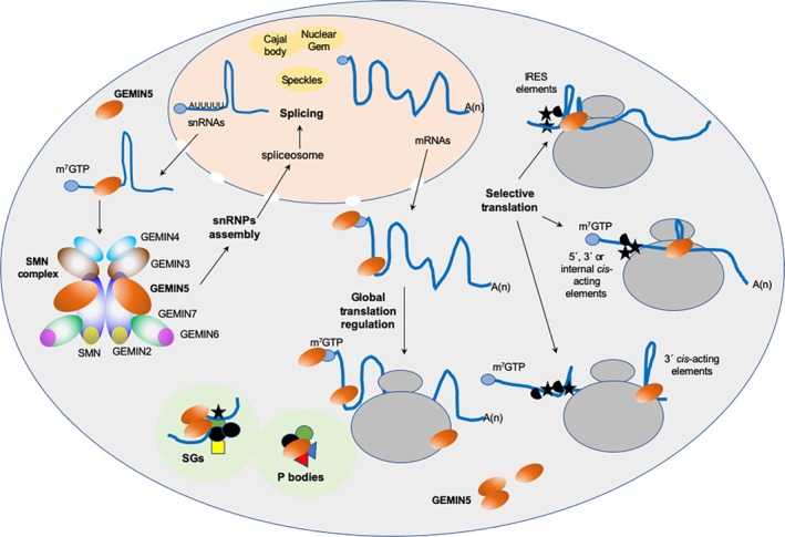 Understanding GEMIN5 Interactions: From Structural and Functional Insights to Selective Translation.