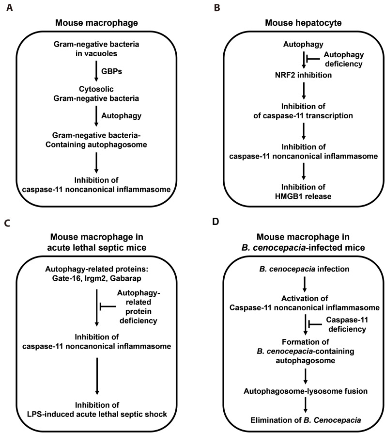 Functional interplay between non-canonical inflammasomes and autophagy in inflammatory responses and diseases.