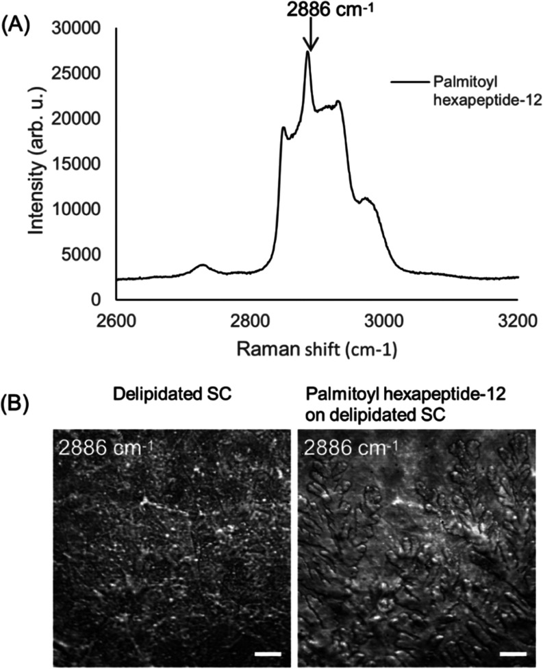 Noninvasive Monitoring of Palmitoyl Hexapeptide-12 in Human Skin Layers: Mechanical Interaction with Skin Components and Its Potential Skincare Benefits.