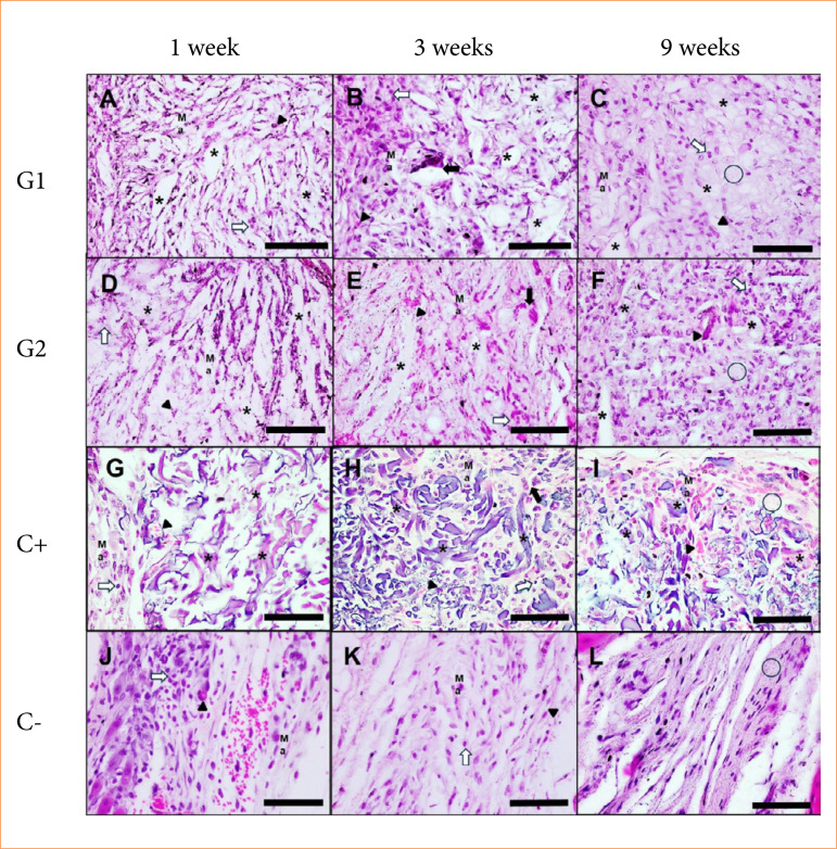 Evaluation of toxicity, local biocompatibility, biodegradation, and systemic metabolism of cellulose/alginate/strontium apatite membranes implanted subcutaneously in mice.