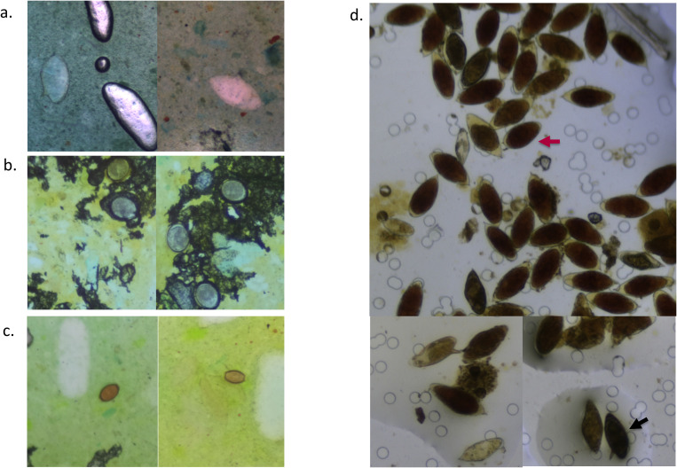 Evaluation of the AiDx Assist device for automated detection of <i>Schistosoma</i> eggs in stool and urine samples in Nigeria.