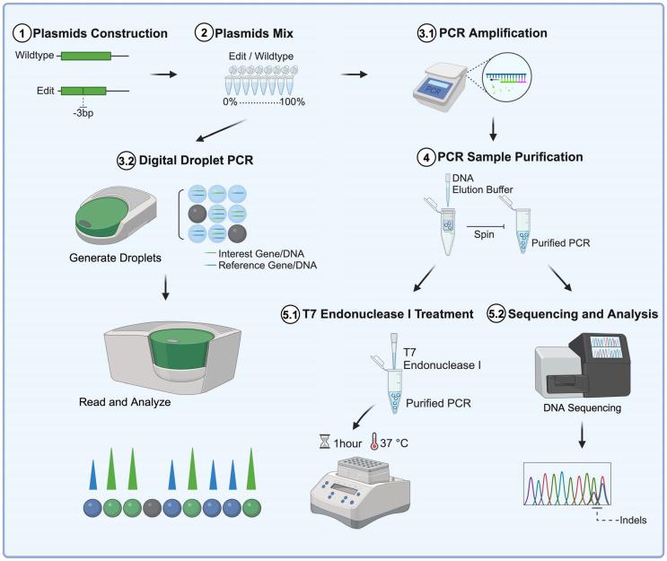 Comparative Analysis of Methods for Assessing On-Target Gene Editing Efficiencies.