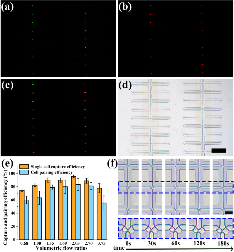 Hydrodynamic efficient cell capture and pairing method on microfluidic cell electrofusion chip.