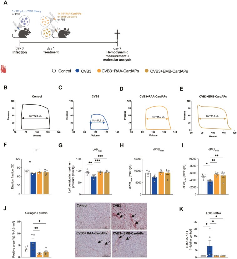 Mitigating murine acute and chronic Coxsackievirus B3-induced myocarditis with human right atrial appendage-derived stromal cells.