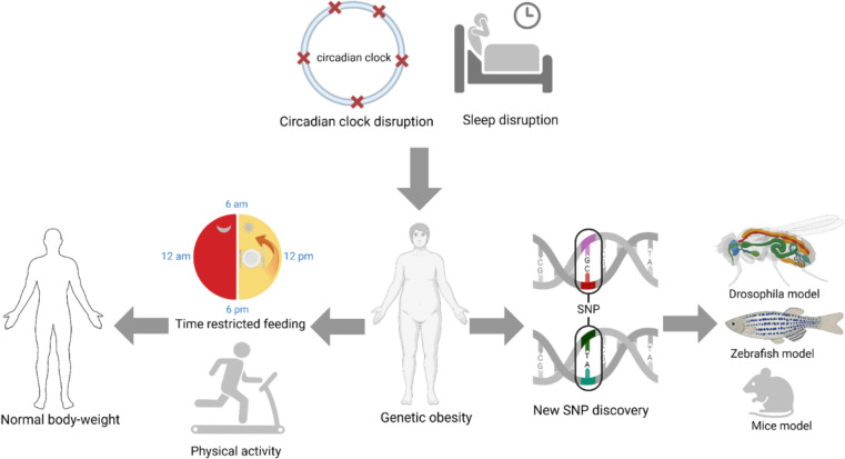 The Interplay of Genetic Predisposition, Circadian Misalignment, and Metabolic Regulation in Obesity.