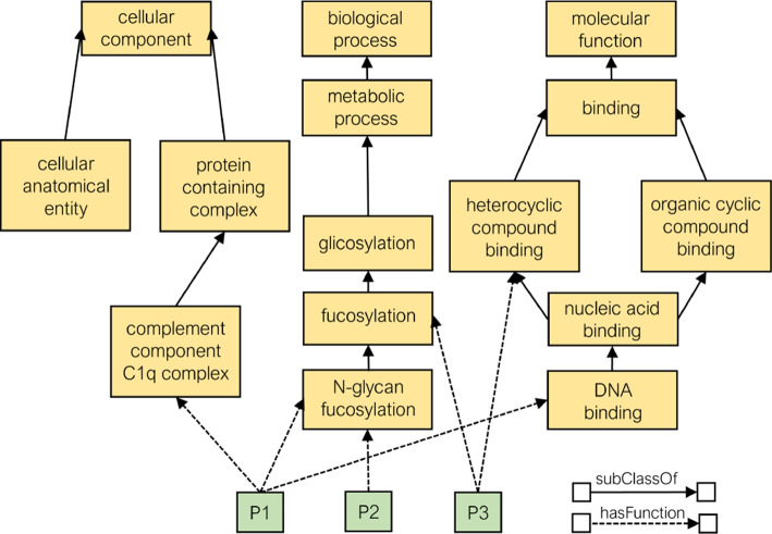 Gene expression knowledge graph for patient representation and diabetes prediction.