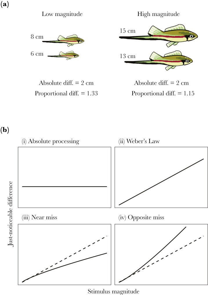 How animals discriminate between stimulus magnitudes: a meta-analysis.