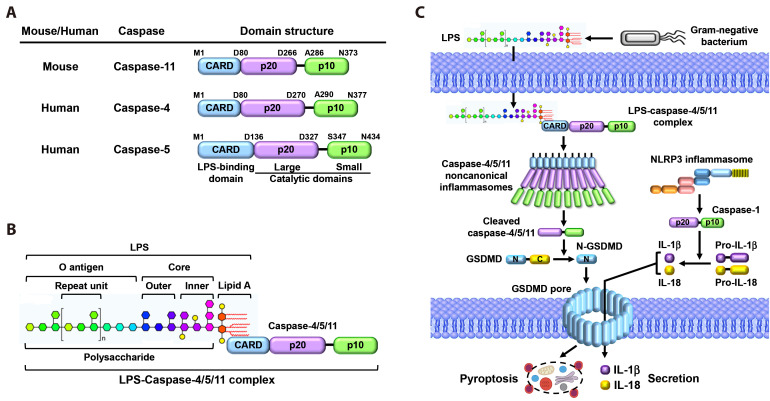 Functional interplay between non-canonical inflammasomes and autophagy in inflammatory responses and diseases.