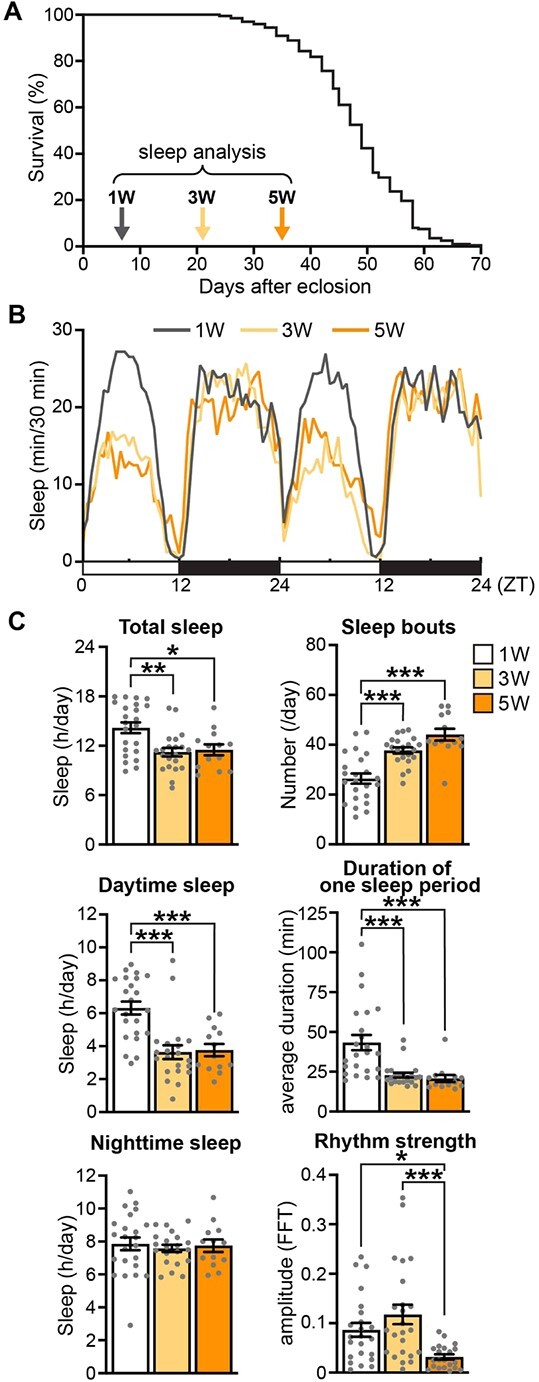 Supplementation of essential amino acids suppresses age-associated sleep loss and sleep fragmentation but not loss of rhythm strength under yeast-restricted malnutrition in Drosophila.