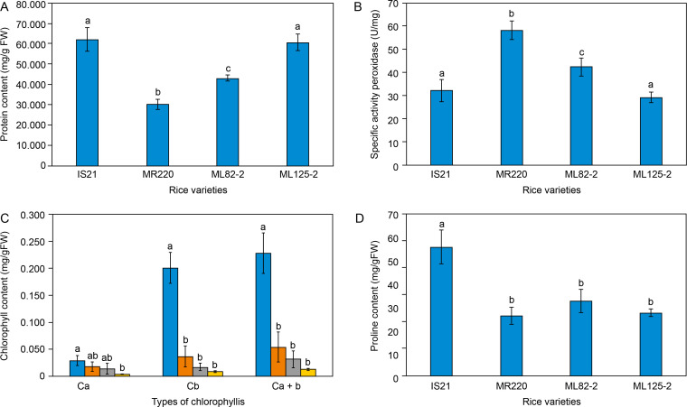 Biochemical and transcriptomic profiling analysis of drought tolerant related genes in ML 82-2 and ML 125-2 rice mutant lines.