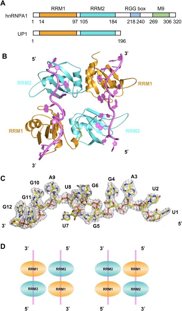 Phase separation of hnRNPA1 and TERRA regulates telomeric stability.