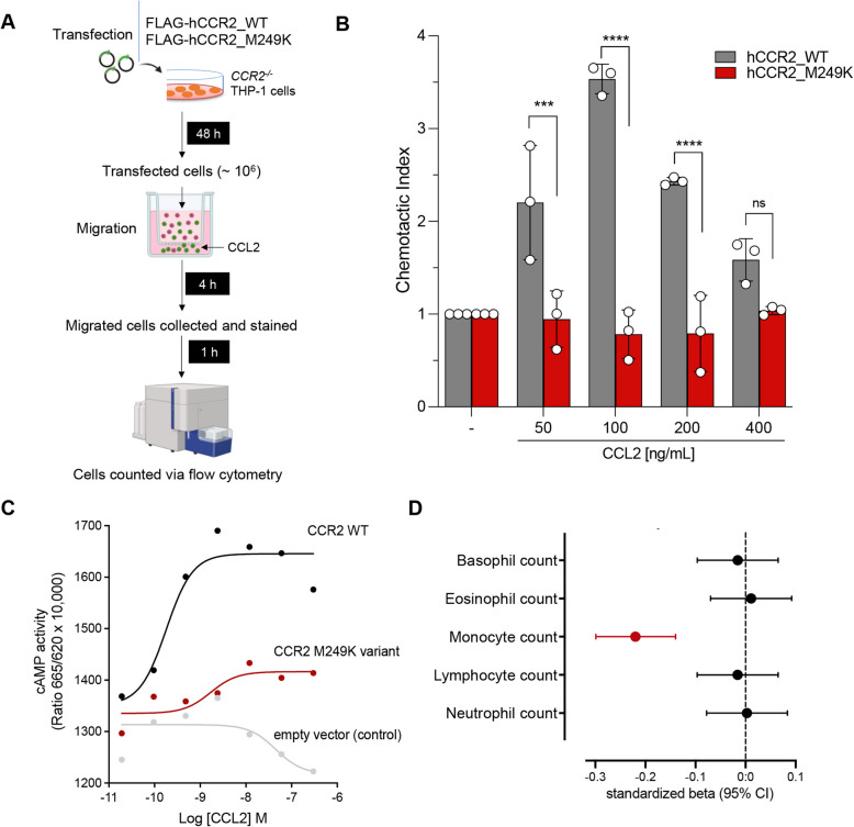 Rare damaging CCR2 variants are associated with lower lifetime cardiovascular risk.