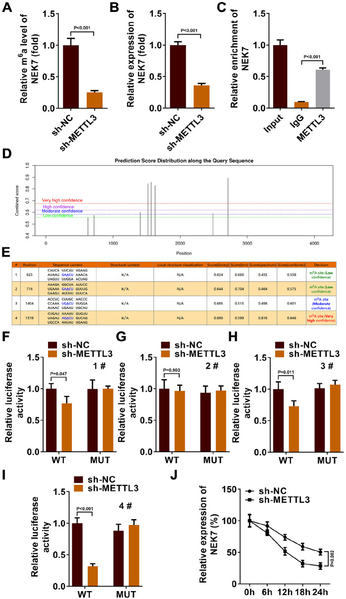 METTL3 Regulates the m<sup>6</sup>A Modification of NEK7 to Inhibit the Formation of Osteoarthritis.