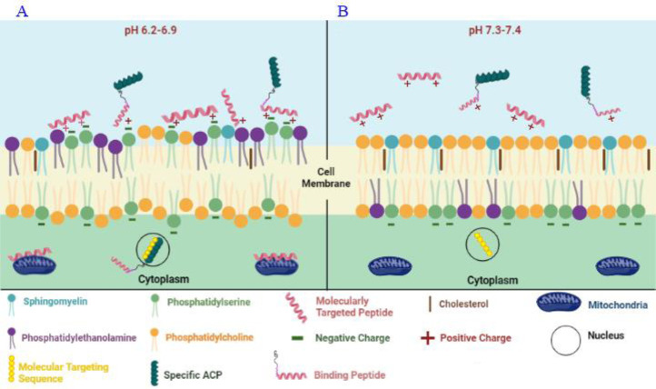Exploring the potential of anticancer peptides as therapeutic agents for cancer treatment.