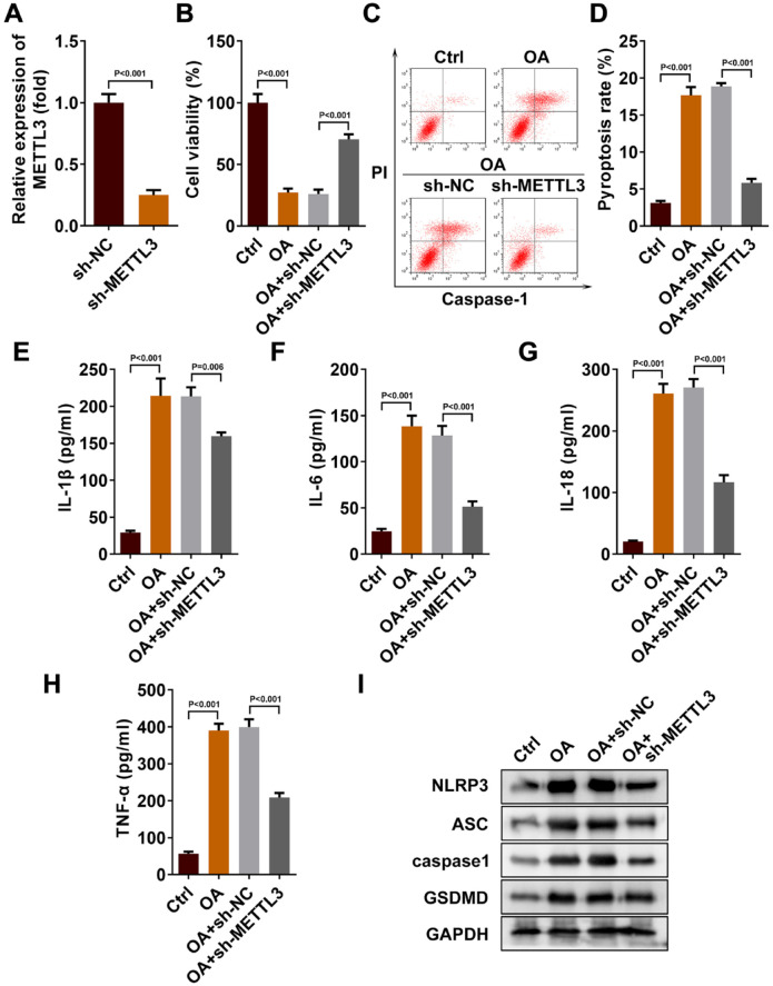 METTL3 Regulates the m<sup>6</sup>A Modification of NEK7 to Inhibit the Formation of Osteoarthritis.
