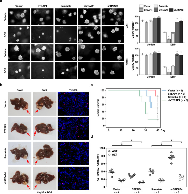 Correction: STEAP4 inhibits cisplatin-induced chemotherapy resistance through suppressing PI3K/AKT in hepatocellular carcinoma.