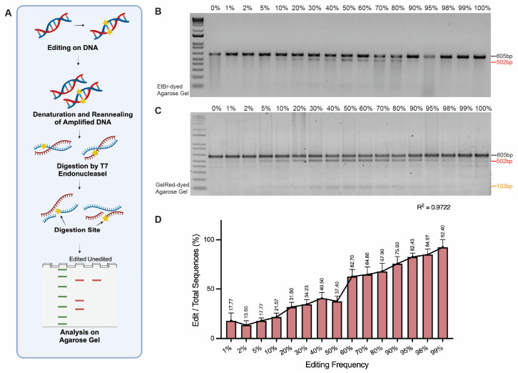 Comparative Analysis of Methods for Assessing On-Target Gene Editing Efficiencies.