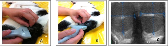 Methods for Evaluating Testicular Function in Domestic Cats.