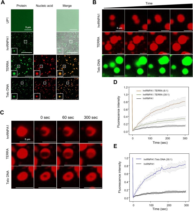 Phase separation of hnRNPA1 and TERRA regulates telomeric stability.