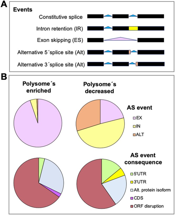 Understanding GEMIN5 Interactions: From Structural and Functional Insights to Selective Translation.