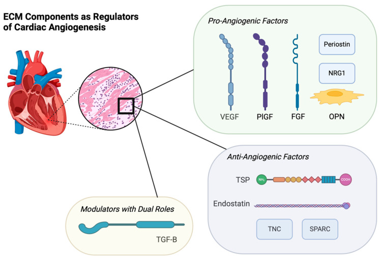Developments in Extracellular Matrix-Based Angiogenesis Therapy for Ischemic Heart Disease: A Review of Current Strategies, Methodologies and Future Directions.