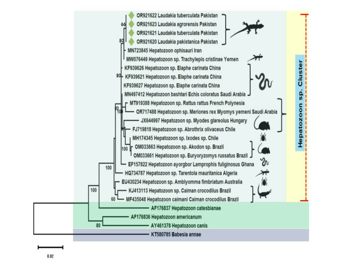 Leading report on the molecular prevalence of emerging pathogens Hepatozoon sp. and Lankesterella sp. in the blood samples of seven wild lizard species.