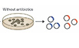 Refuse in order to resist: metabolic bottlenecks reduce antibiotic susceptibility.