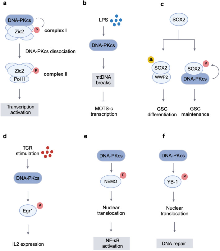 DNA-PKcs, a player winding and dancing with RNA metabolism and diseases.