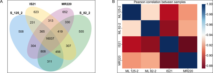 Biochemical and transcriptomic profiling analysis of drought tolerant related genes in ML 82-2 and ML 125-2 rice mutant lines.