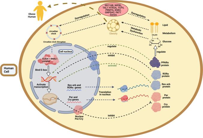 The Interplay of Genetic Predisposition, Circadian Misalignment, and Metabolic Regulation in Obesity.