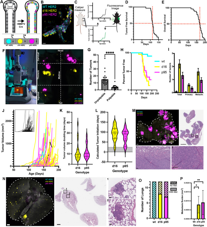 Nonlinear progression during the occult transition establishes cancer lethality.