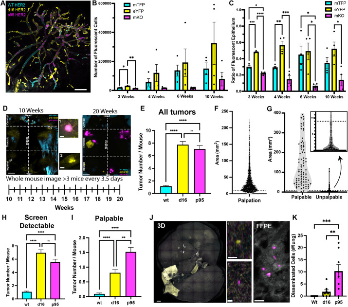 Nonlinear progression during the occult transition establishes cancer lethality.