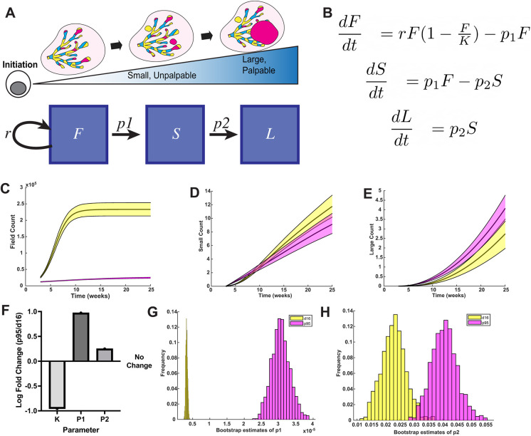 Nonlinear progression during the occult transition establishes cancer lethality.