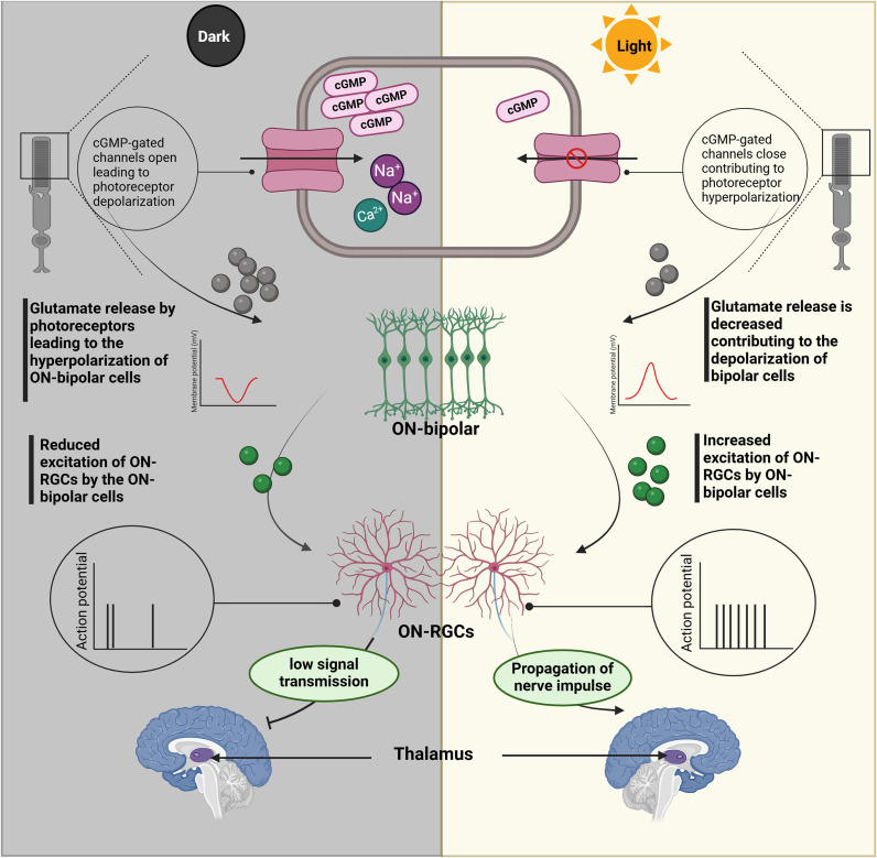 Exploring organoid and assembloid technologies: a focus on retina and brain.