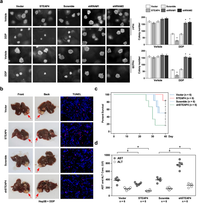 Correction: STEAP4 inhibits cisplatin-induced chemotherapy resistance through suppressing PI3K/AKT in hepatocellular carcinoma.