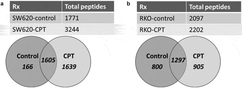 The immunopeptidome of colon cancer cells treated with topoisomerase inhibiting drug reveals differential as well as common endogenous protein sampling and display of MHC I-associated peptides.