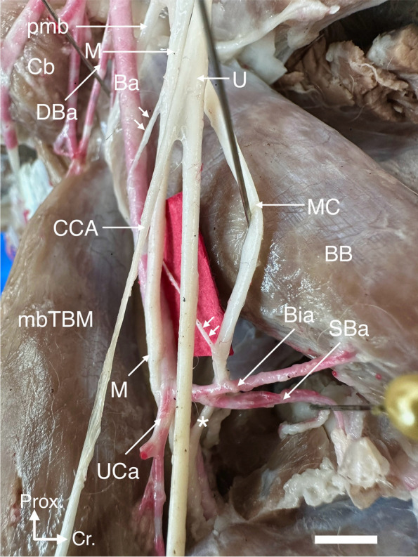 Five-headed triceps brachii muscle, with an unusual communication between the musculocutaneous and median nerves in a cross-breed dog cadaver: a case report.