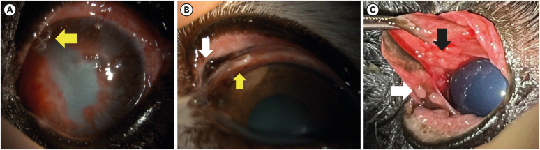 Characteristics of canine thelaziasis in the Republic of Korea: a retrospective study (2022-2024).