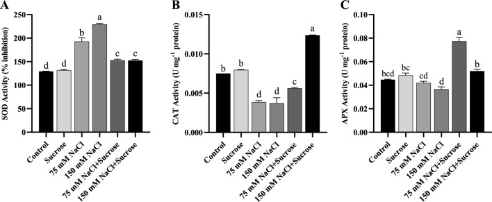 Exogenous sucrose alleviates salt stress in sunflower (<i>Helianthus annuus</i> L.) and canola (<i>Brassica napus</i> L.) by modulating osmotic adjustment and antioxidant defense system.