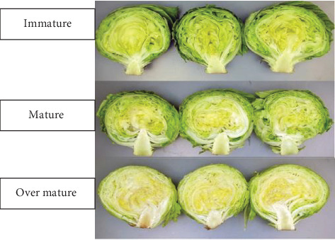 Implications of Developmental Levels and Packaging Materials on the Quality of Iceberg Lettuce for Marketing System: A Review.