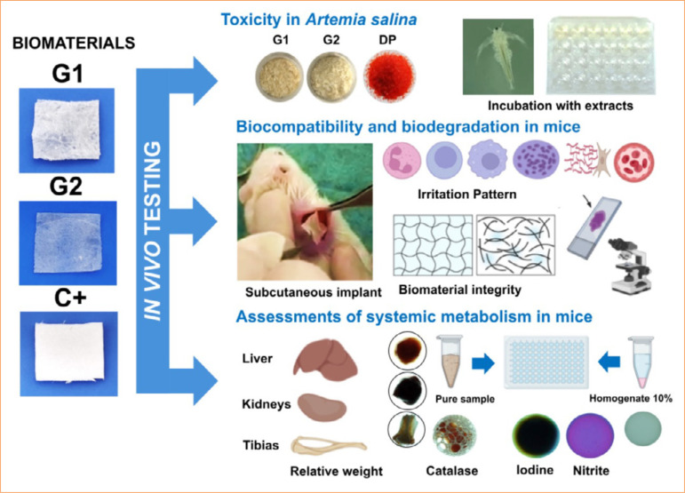 Evaluation of toxicity, local biocompatibility, biodegradation, and systemic metabolism of cellulose/alginate/strontium apatite membranes implanted subcutaneously in mice.