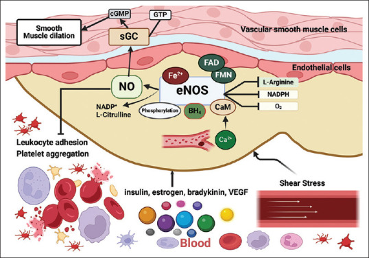 Endothelial dysfunction in chronic kidney disease: Mechanisms, biomarkers, diagnostics, and therapeutic strategies.