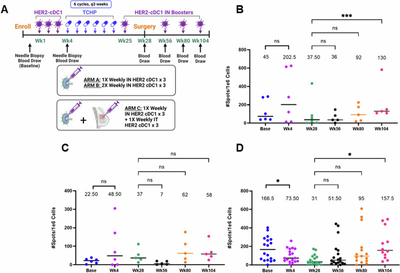 A pilot study incorporating HER2-directed dendritic cells into neoadjuvant therapy of early stage HER2+ER- breast cancer.