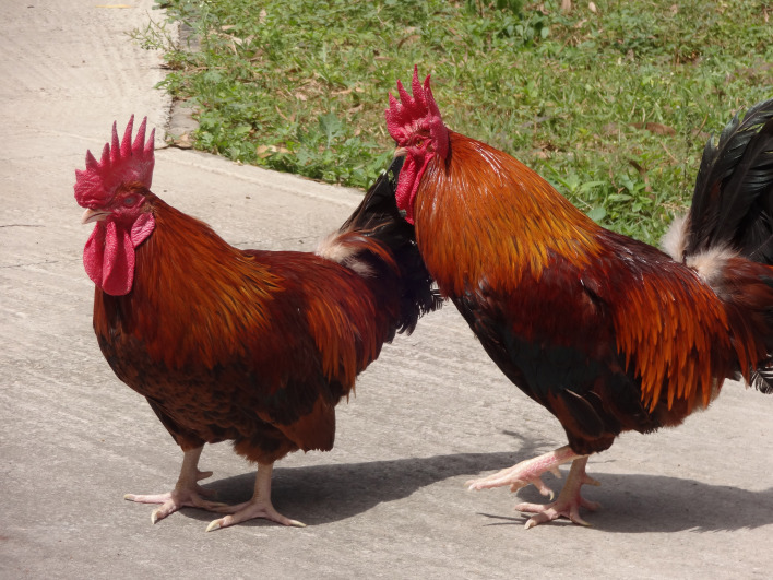 Effect of a Unique Dwarfism on Growth, Production, and Reproduction Performance of the Nicobari Chicken Breed.
